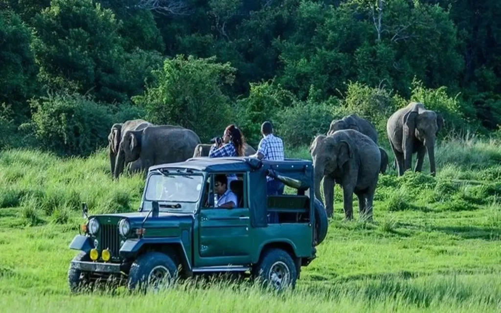 elephants at udawalawe national park safari tour