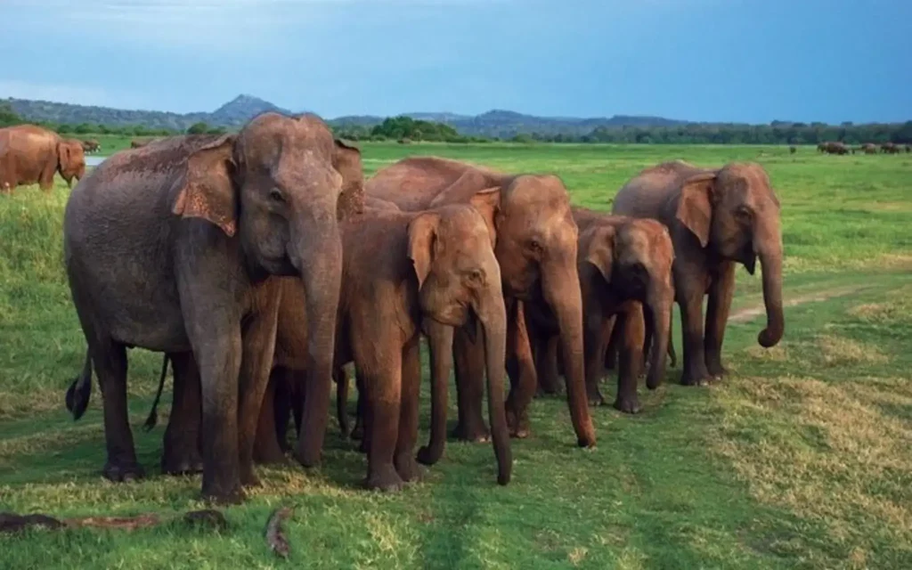 elephants at udawalawe national park safari tour