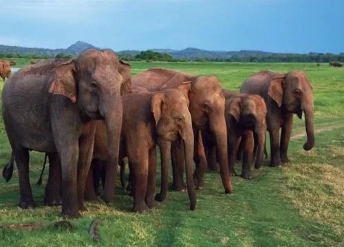 elephants at udawalawe national park safari tour