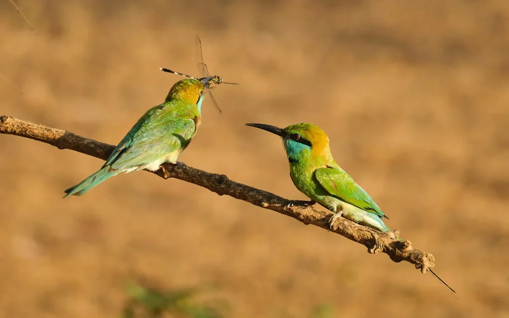birds at yala national park safari tour
