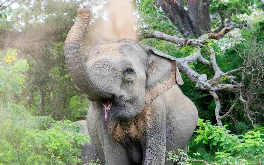 elephants at yala national park safari tour