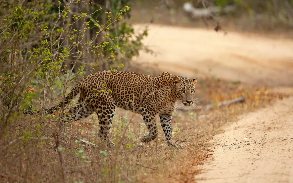 leopard at yala national park safari tour