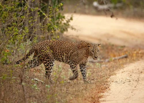 leopard at yala national park safari tour