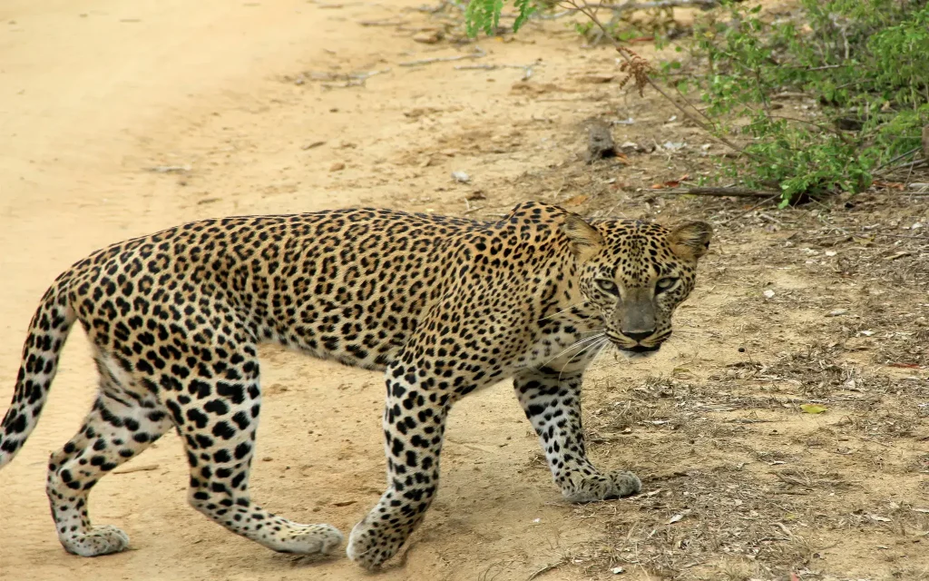leopard at yala national park safari tour
