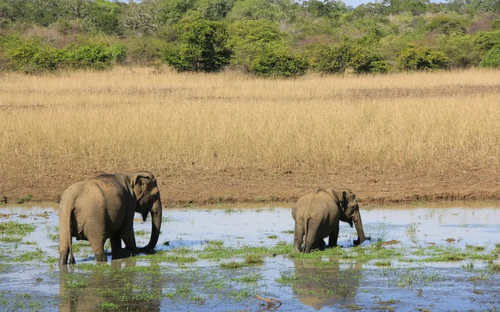 elephants in the lake at yala national park safari tour