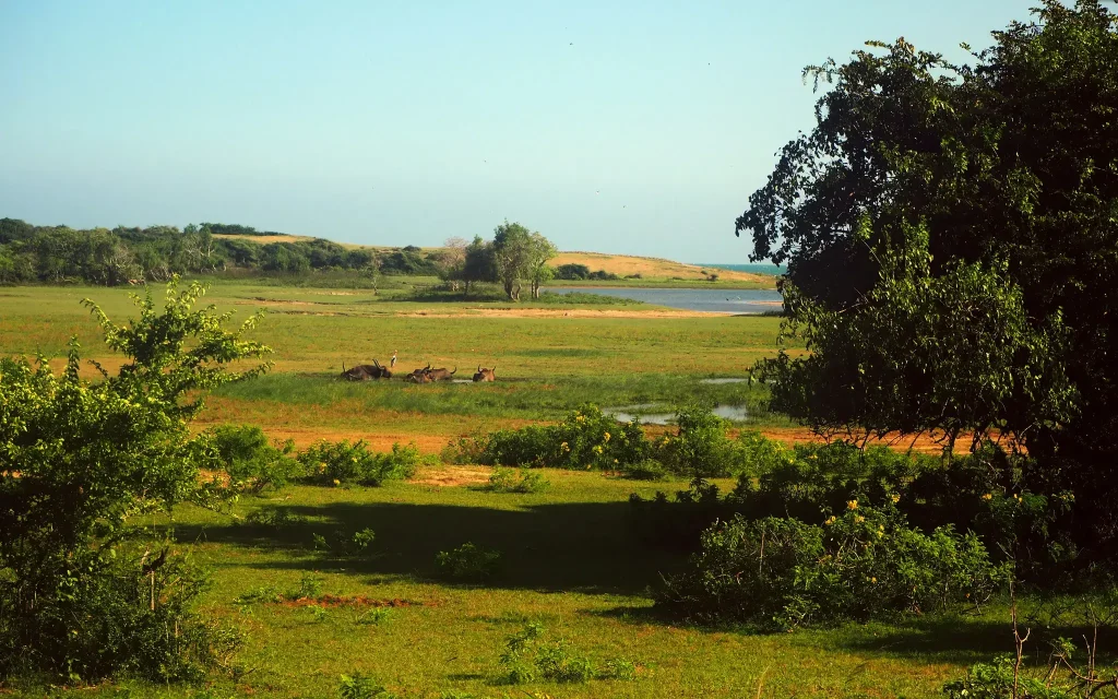 grass land at yala national park safari tour