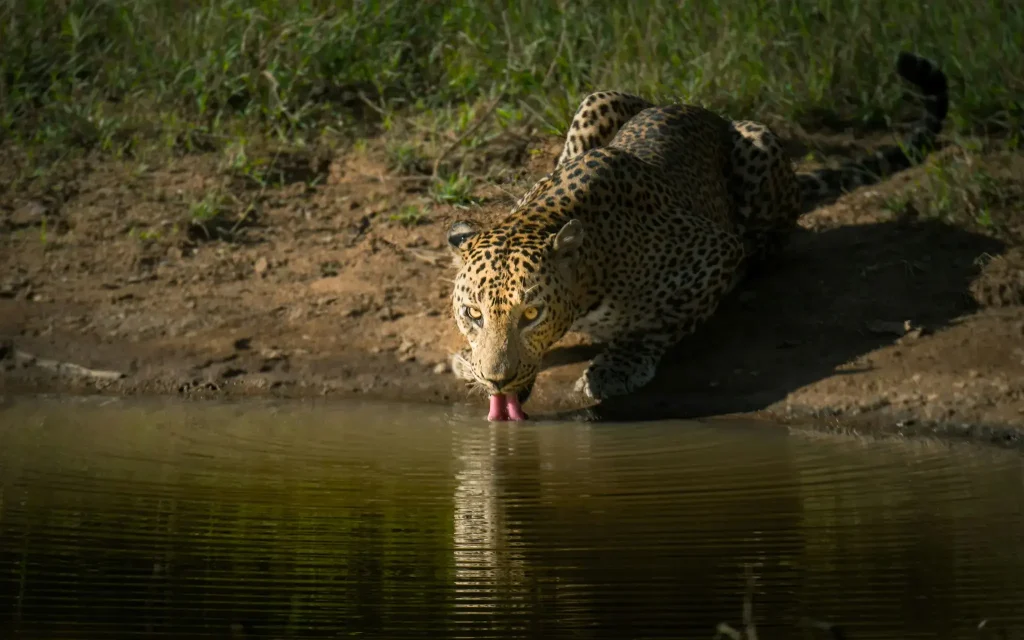 leopard at yala national park safari tour