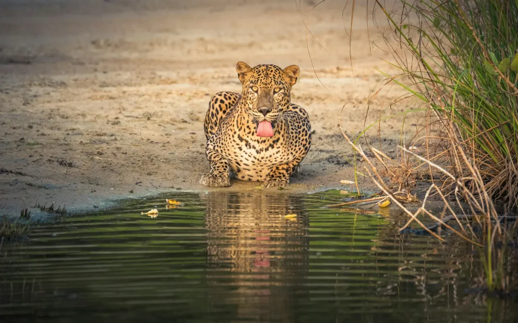 Leopard at yala national park safari tour