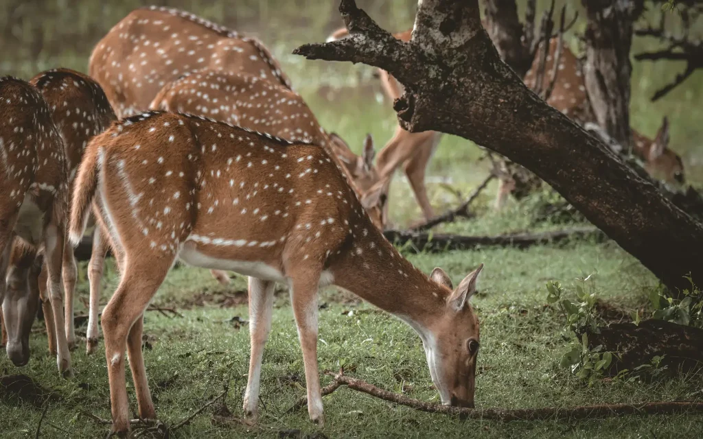 deer at yala national park safari tour