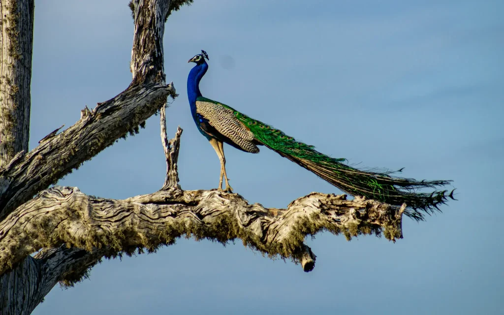 peacock at yala national park safari tour
