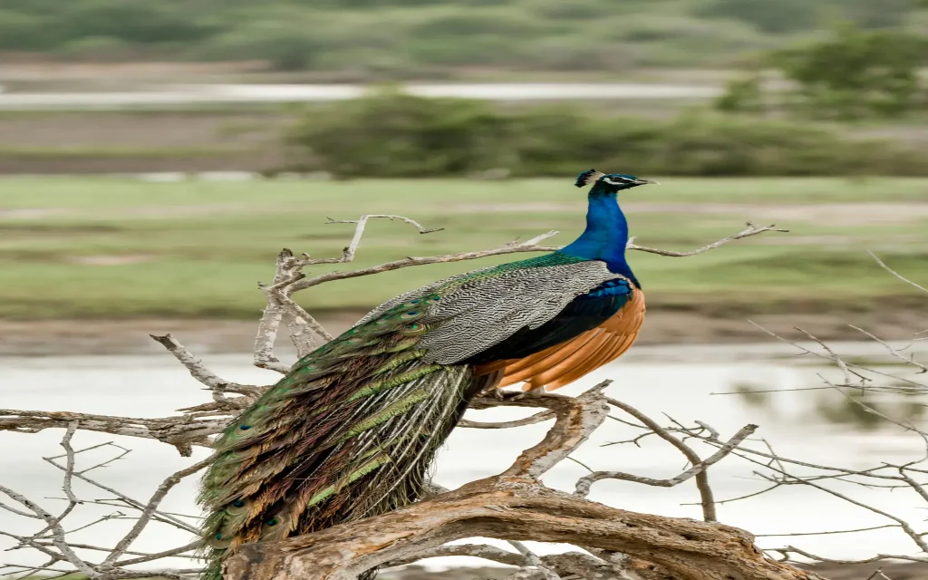 peacock at yala national park safari tour