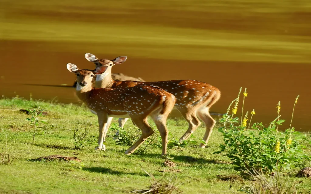 deers at yala national park safari tour