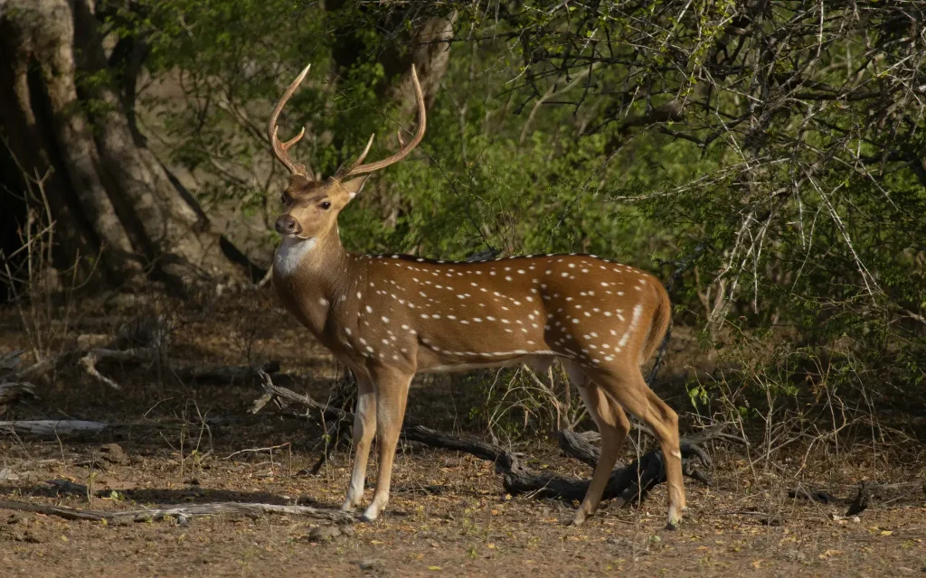 deer at yala national park safari tour