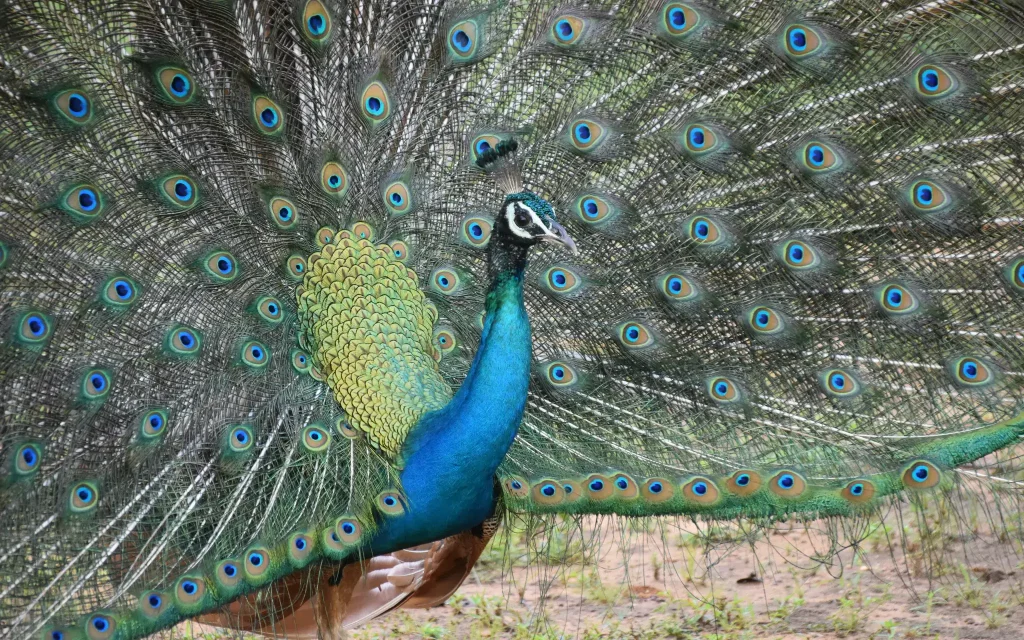 peacock at yala national park safari tour